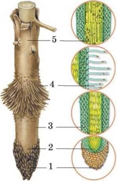 https://subjectum.eu/textbook/biology/6klas/6klas.files/image099.jpg
